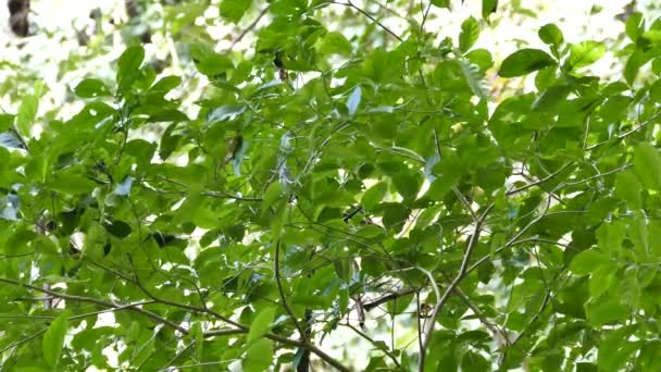 Pájaro Tipo Vireo Muy Rápido Con Rayas Amarillas Buscando Comida — Vídeo de stock