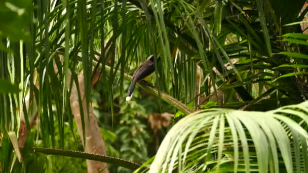 Beautiful Palmtree Black Chested Jay Perched — Stock Video