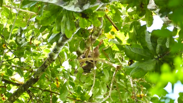 Sloth Panama Djungel Huggtand Gömmer Sig Och Kliar Med Fåglar — Stockvideo