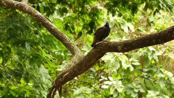 Turkey Vulture Perched Weird Shaped Branch Light Wind — Stock Video