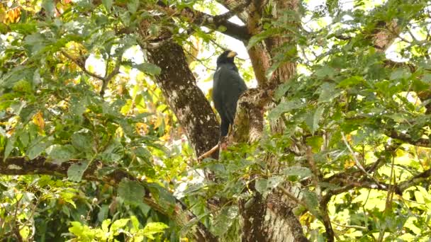 Pássaro Rapina Empoleirado Árvore Tropical Madura Dia Ensolarado — Vídeo de Stock