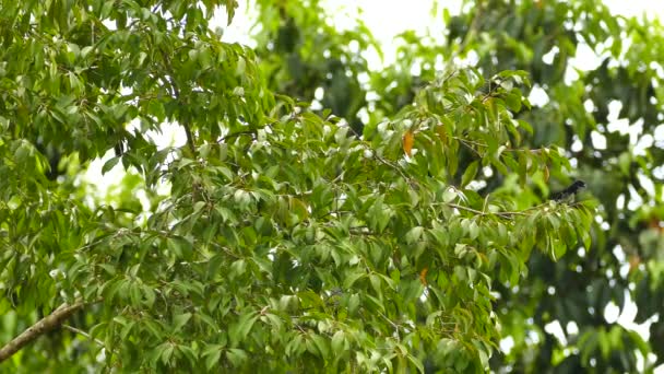 Variable Seedeater Black Bird Perched Branch Large Leaf — ストック動画