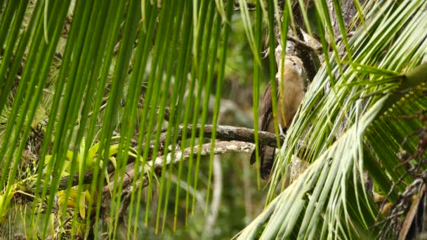 Tropikalna Scena Żółtej Głowy Carara Widziana Przez Liście Palmowe — Wideo stockowe