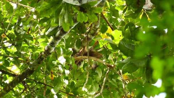 Large Nails Scratching Sloth Fur While Perched High Tree — Stock Video