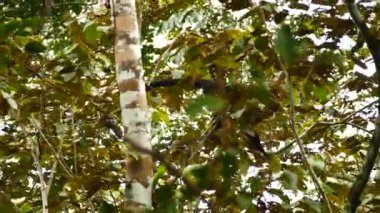Panama 'da büyük ağaçların arasında yürüyen ve zıplayan Capuchin.