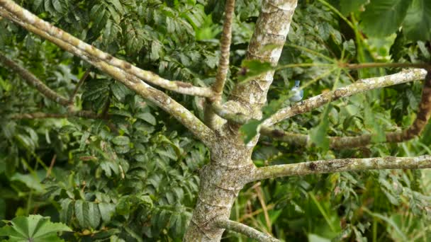 Niebieski Szary Tanager Skaczący Egzotycznym Drzewie — Wideo stockowe