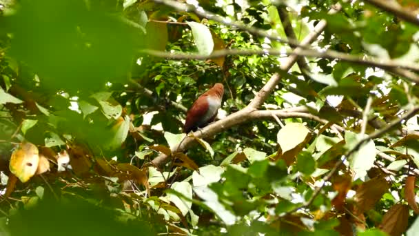 Beautiful Squirrel Cuckoo Panama Bird Viewed Leaves — ストック動画