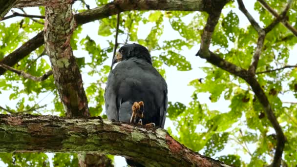 Běžný Černý Jestřáb Vzlétl Větve Velkého Stromu Panamě — Stock video