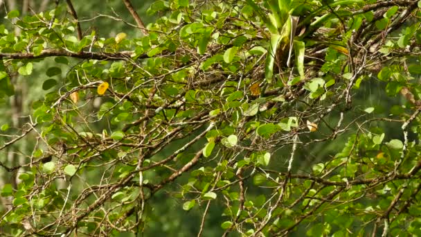 Amplia Vista Del Árbol Claro Con Pequeño Pájaro Amarillo Escondido — Vídeos de Stock