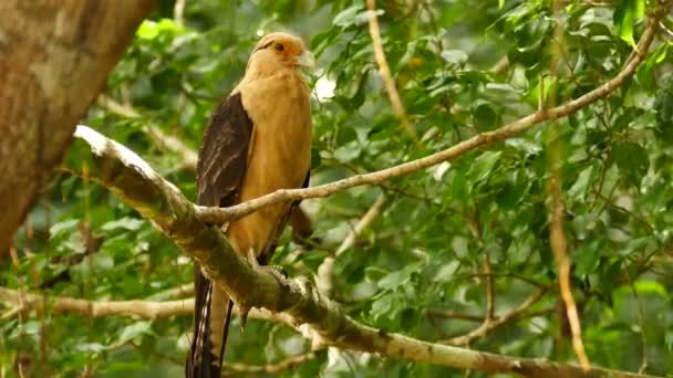 Pájaro Presa Tropical Pie Árbol Con Hojas Sopladas Por Viento — Vídeos de Stock