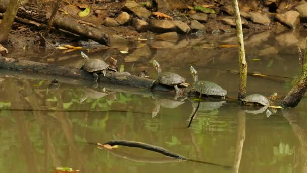丛林池塘里的乌龟推着另一只乌龟 在树枝上偷东西 — 图库视频影像