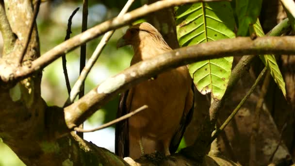 Caracara Dalla Testa Gialla Colpi Multipli Arroccato Nel Sole Contrasto — Video Stock