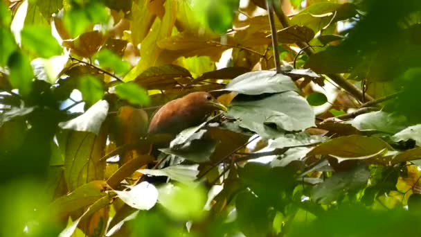 Cuco Ardilla Cava Frenéticamente Para Encontrar Insectos Escondidos Las Hojas — Vídeos de Stock