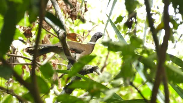 Grande Uccello Chachalaca Testa Collo Movimento Mentre Guarda Intorno — Video Stock