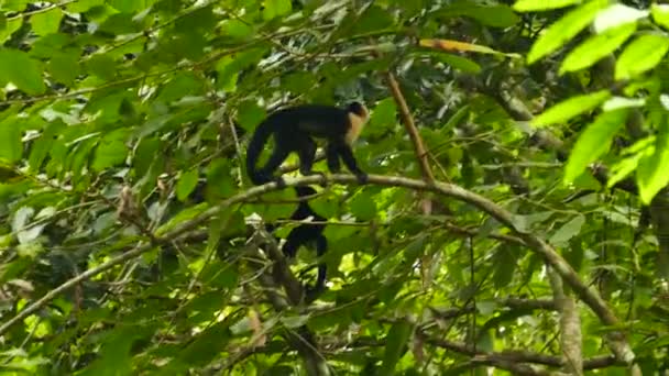 Tracking Shot White Headed Capuchin Deep Jungle Panama — ストック動画