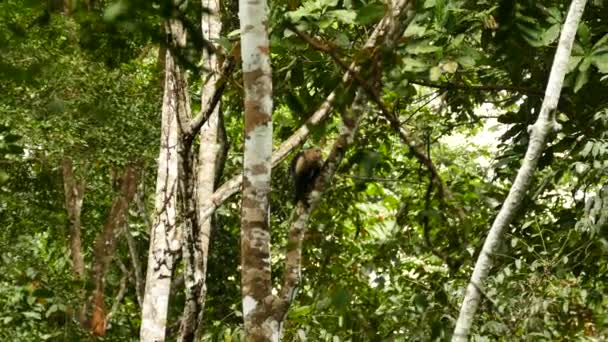 White Headed Capuchin Crawling White Tree Panama — ストック動画