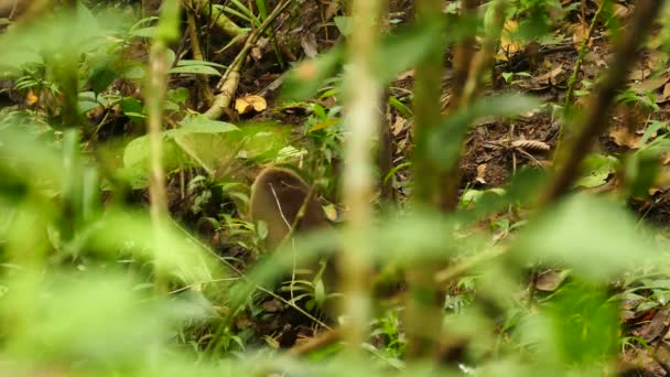 Coati Vue Dos Travers Les Feuilles Jungle Marchant Loin — Video