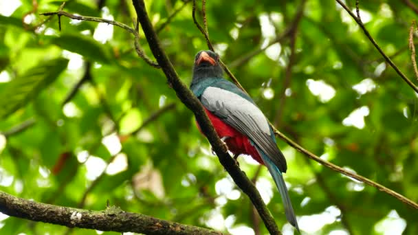 Απεργία Αρσενικό Slaty Ουρά Trogon Σκαρφαλωμένο Στη Ζούγκλα Του Παναμά — Αρχείο Βίντεο