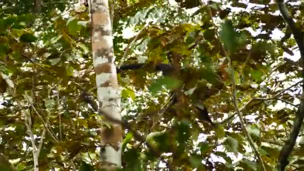 Capuchin Promenader Och Hoppa Bland Stora Träd Panama — Stockvideo