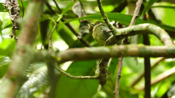 Vass Närbild Blå Krönt Manakin Kvinnliga Sittande Panama — Stockvideo