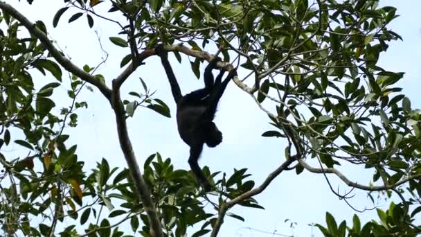 Silhouette Monkey Hanging Upside Chewing Snack — Stock Video