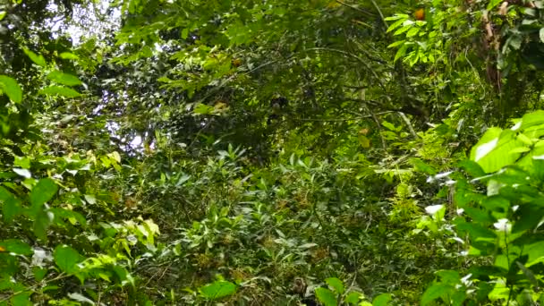 Ağaçların Arasında Zıplayan Maymunlarla Dolu Yoğun Panama Yağmur Ormanları — Stok video