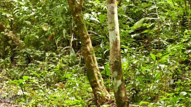 Pequeño Mamífero Identificado Panamá Corre Rápidamente Dentro Selva — Vídeo de stock