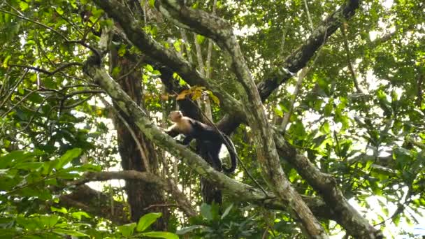 White Headed Capuchin Monkey Walking Large Tree Branch — Stock Video