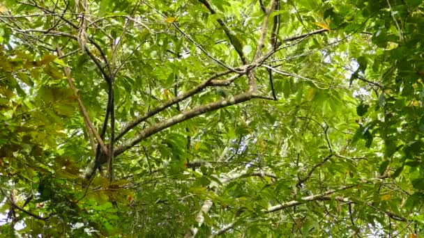 Singe Peine Perceptible Tout Rampant Derrière Jungle Dense — Video