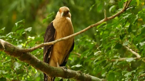巴拿马自然公园内卡拉卡拉猛禽近距射击 — 图库视频影像