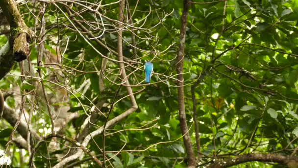 Samiec Trogon Lecący Kierunku Kamery Dżungli Panamaen — Wideo stockowe