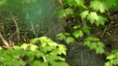 Kuzey Amerika 'da orman zemininde hafif rüzgarla sürünüyor.