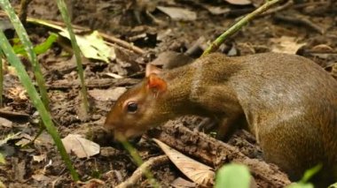 Agutilerin orman zeminini koklaması ve yiyecek araması yaygın bir şeydir.