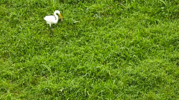 Tiszta Lövés Fehér Egret Sétál Egy Füves Dombon Keret — Stock videók