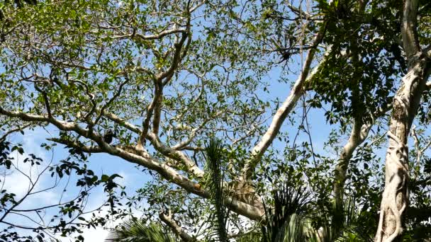 Mono Descansando Sobre Amplio Árbol Maduro Sobre Fondo Azul Del — Vídeo de stock