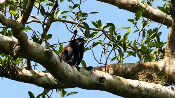 Howler Monkey Eating Fruit Tree Scratching Clear Day — ストック動画