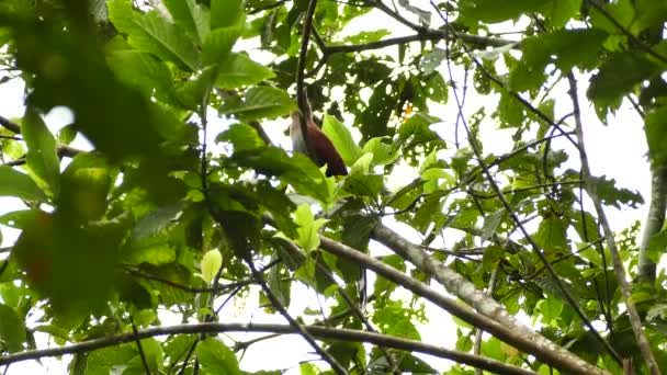 Large Cuckoo Bird Quickly Flies Away Abrupt Movement — ストック動画