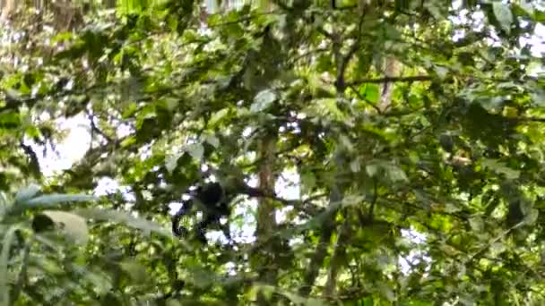 猴子用胳膊和腿在轻盈的阔叶树上稳步爬行 — 图库视频影像