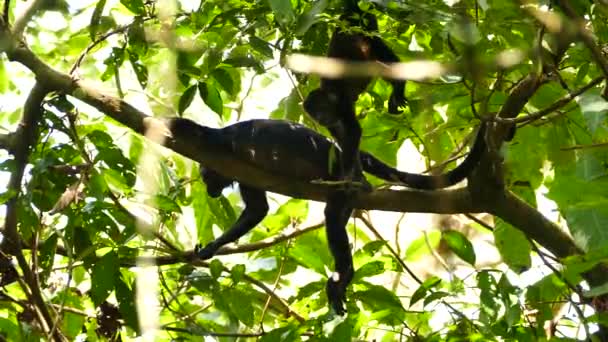 Young Monkey Scratching While Hanging Upside Parent — ストック動画