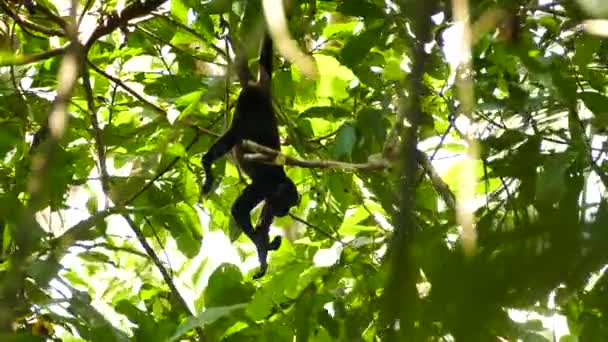 Monyet Tergantung Dari Cabang Dan Berayun Turun Pada Liana — Stok Video