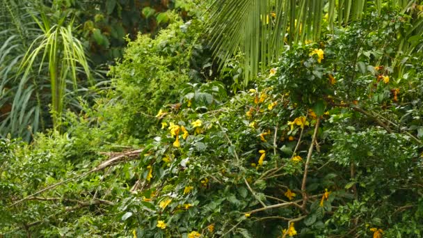 小鸟在茂密的树上在黄色的花朵和棕榈叶之间跳跃 — 图库视频影像