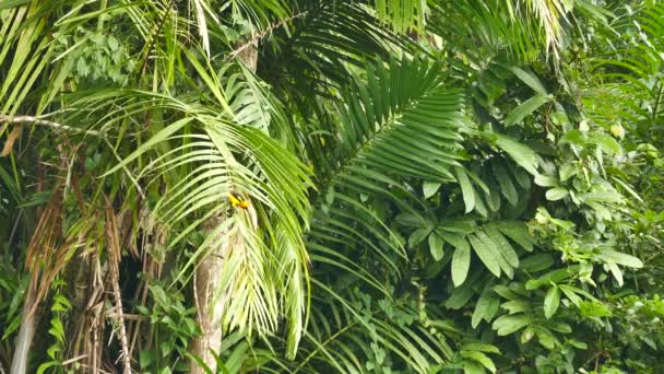 Bonito Pájaro Exótico Naranja Saltando Arriba Abajo Hoja Palmera Grande — Vídeo de stock