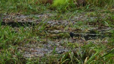 Jacana 'ya benzeyen siyah su kuşu gölette dolaşıyor.