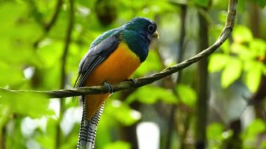 Panama ormanındaki çarpıcı renkli kuş dinlendikten sonra uçup gidiyor.