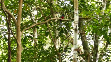 Trogon tropikal ağaçlara tünedi.