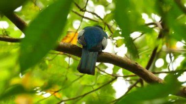 Bir orman dalına konmuş mavi renkli kuşun kuyruk görüntüsü