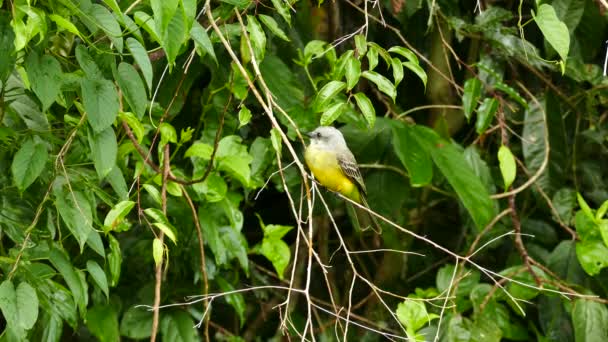 Pájaro Tropical Amarillo Gris Panamá Mira Por Todos Lados — Vídeos de Stock