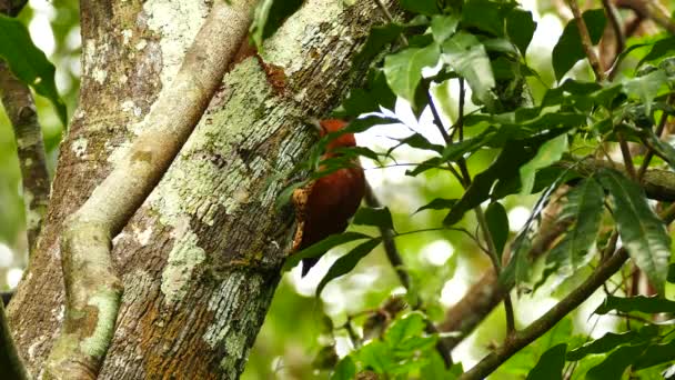 Ağaçkakan Kuşu Panama Ormanındaki Yaprakların Arasından Görüldü — Stok video