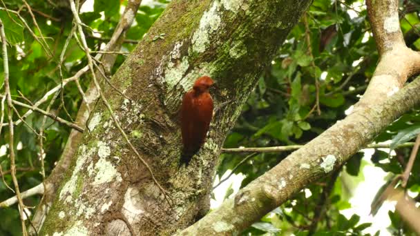 Sharp Detailed Shot Cinnamon Woodpecker Tropical Tree — Stock Video