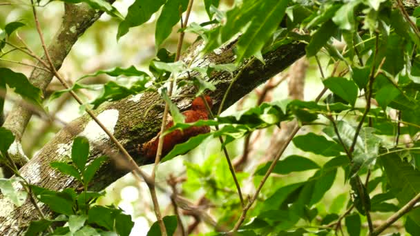 Prachtige Kaneelspecht Vogel Panama Kruipend Een Boom — Stockvideo
